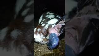 Watch Our Baby Goat Being Born, It's Coming Out Head First, We Had To Help Deliver It