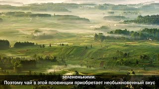 【Жизнь в Гуйчжоу】Гуйчжоу – «великая чайная провинция» Китая