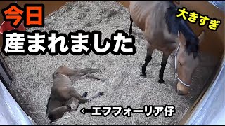 [出産LIVE] ブラーノ (エフフォーリア受胎)