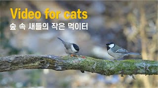 Cat TV,  cat video, 고양이가 좋아하는 영상, Video for Cats, 고양이를 위한 비디오, 고양이 시청영상, 새소리asmr by 재밌냥 - Cat TV 532 views 3 months ago 2 hours