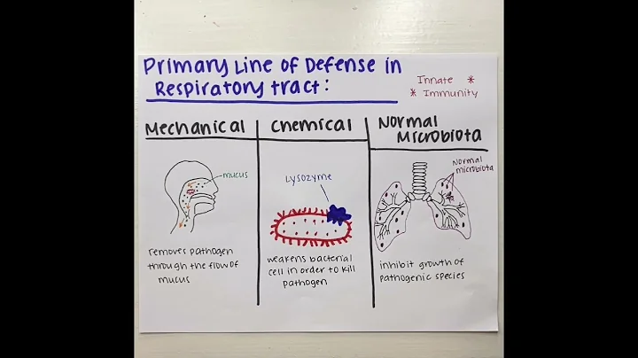 Mechanisms of the immune system to fight Mycobacte...