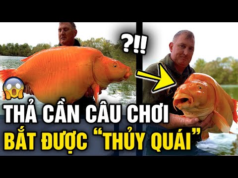 Video Thả cần 'CÂU CHƠI' người đàn ông hữu duyên câu được... - youtube