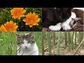 2019年GWまとめ動画～ほうれん草の種まき＆猫達と一緒にタケノコ掘り
