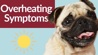 Overheating Symptoms by Canine Company 59 views 1 year ago 1 minute, 9 seconds