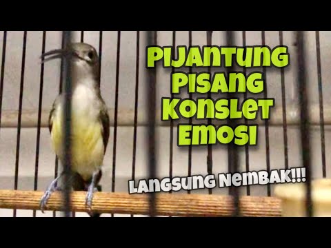 KONSLET!! Pijantung Pisang Gacor Dor Full Nyerecet Mbeset Durasi Panjang | Kicau Tembak