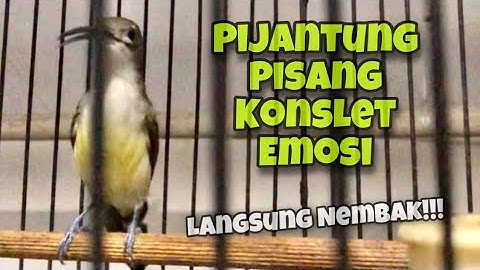 KONSLET!! Pijantung Pisang Gacor Dor Full Nyerecet Mbeset Durasi Panjang | Kicau Tembak