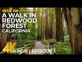 Hiking in Redwoods 4K HDR - Relaxing Forest Walk on Leiffer &amp; Ellsworth Trail, California - Part 1