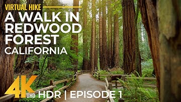 Hiking in Redwoods 4K HDR - Relaxing Forest Walk on Leiffer & Ellsworth Trail, California - Part 1