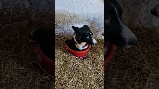 Adorable Farm Dog Sits Comfortably Inside a Bucket
