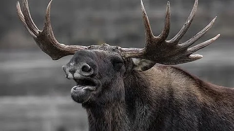 The Miserable Moose Attack On Brian Edwards