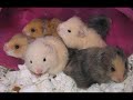 Breeding hamsters HOW MUCH YOU CAN EARN A BUSINESS IDEA