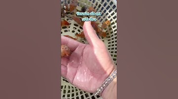 Muốn có cá đẹp chơi Tết thì groom từ bgio ae nhé #goldfish #ranchu_goldfish #camheo #rcdongnai