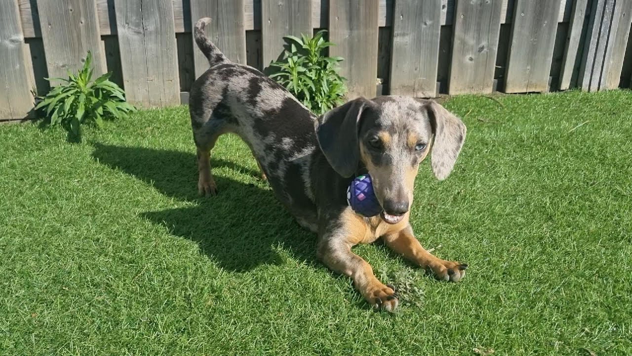 Mini Dachshund Plays Fetch Like Royalty 👑 Cutest Game Ever! 