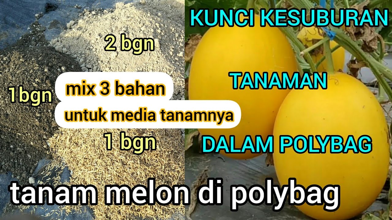 cara menanam melon golden di polybag 