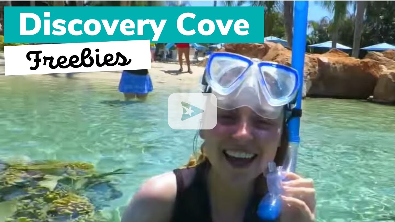 6 Things You Can Get For Free At Discovery Cove Jade Billington