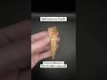 Spinosaurus Dinosaur Tooth Fossil