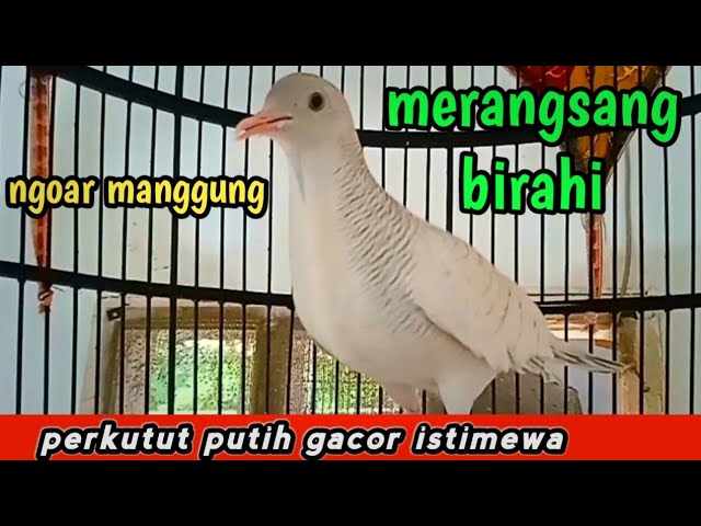 PERKUTUT PUTIH NGOAR MANGGUNG - MERANGSANG BIRAHI #perkututputih class=