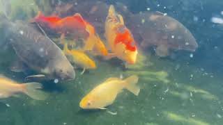 Underwater Pond Fish: Goldfish, Koi & Common Carp