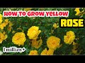 How To Grow Yellow Rose plant at home | growing yellow Rose | grow propagate Rose