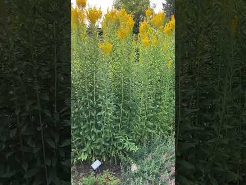 Vídeo: Plantando Goldenrod no jardim - Para que serve a planta Goldenrod?