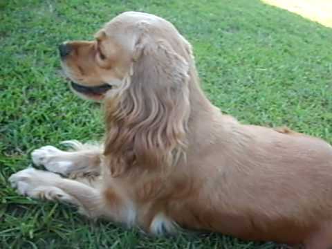 mini spaniel