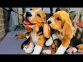 Beagle Puppies Playing | Cute and Funny | Beagle Universe