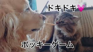 猫と犬でポッキーゲーム？