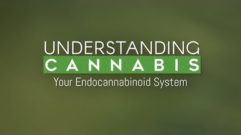 Your Endocannabinoid System Explained (aka Why Cannabis Works with Your Body) / Green Flower