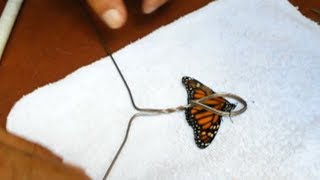Kiwis performing backyard surgeries on butterflies to prolong their lives