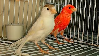 كيف تعالج طيور الكناري من مرض الإسهال??(مكون رخيص وبسيط تجده في كل منزل)??