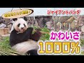 初心者必見!大人気パンダ4頭の見分け方大公開(Giant Panda)