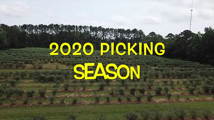 Champney's Blueberry Farm 2020 Opening