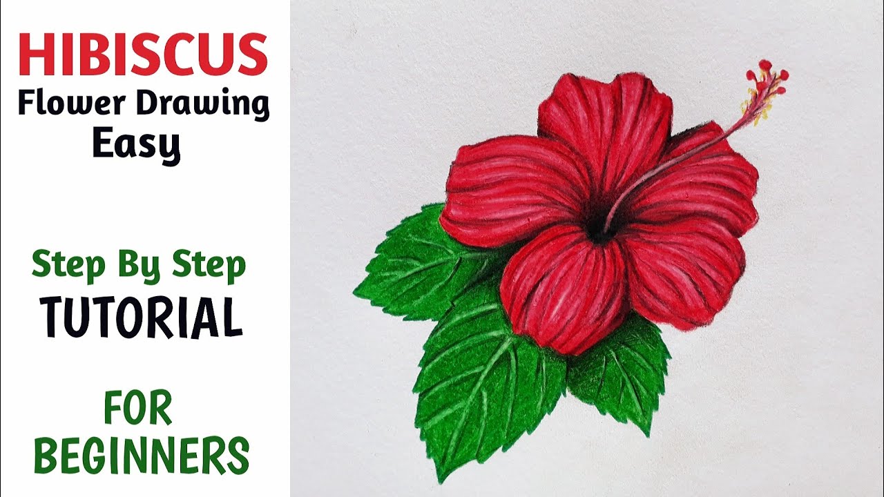 Update more than 73 hibiscus drawing with colour super hot - xkldase.edu.vn