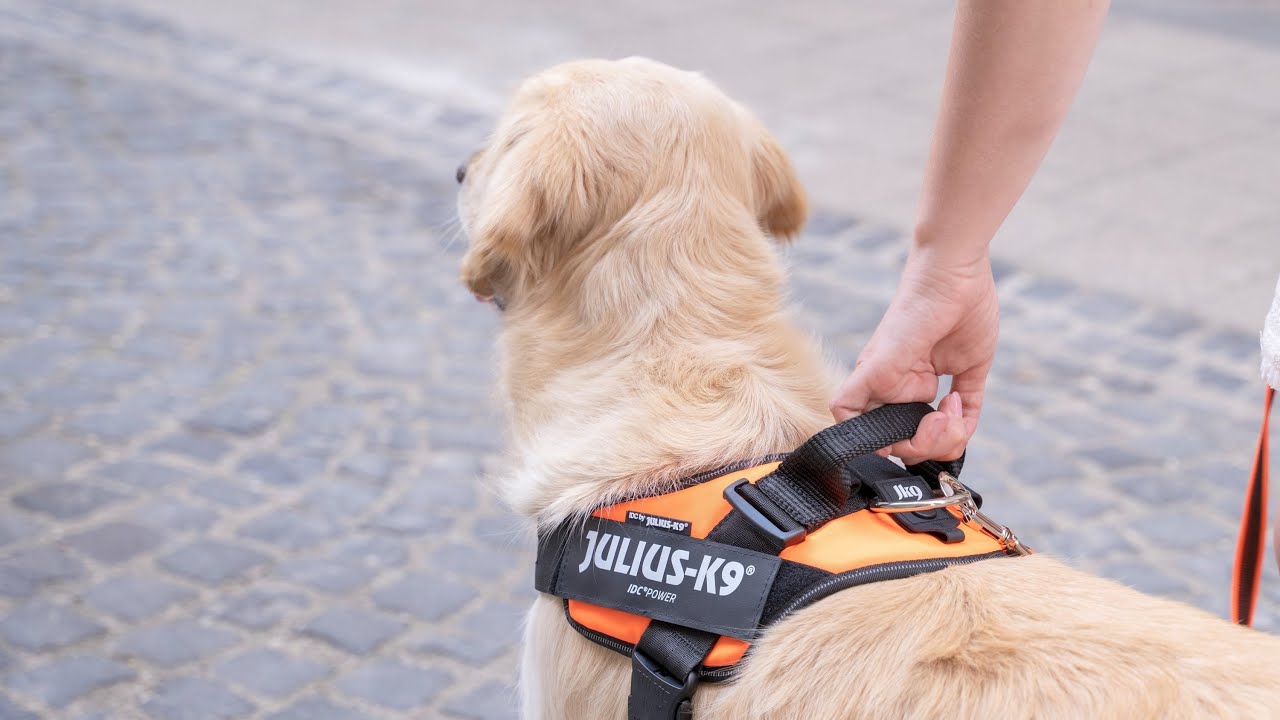 Julius-K9 IDC Dog Power Harness  6 Top Reasons for Using a Harness