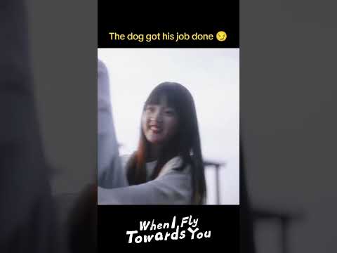 عندما أطير نحوك When I Fly Towards You لقد أنجز الكلب وظيفته إنهم لطيفون جدا YOUKU 