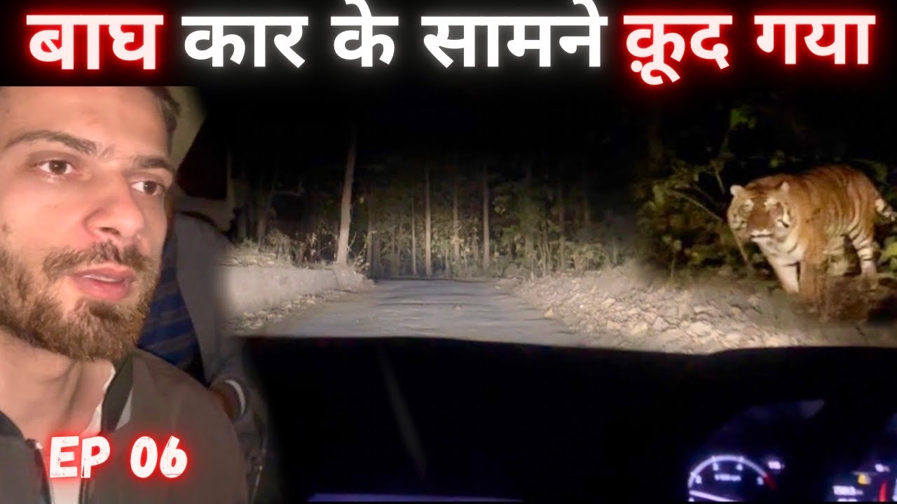 Tiger Car के सामने क़ूद गया 🐅 । Live Encounter With Tiger | Tiger Attack | Jim Corbett Tiger Park