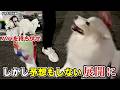 サモエドと一緒に仕事帰りのパパを待ち伏せしたらまさかの展開にw