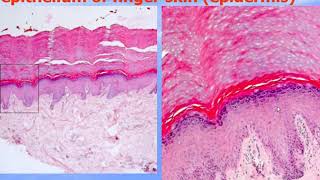 Histological preparations for the intermidiate Exam - 1  (33)