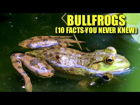 Bullfrog 🐸 (10 FACTS You NEVER KNEW)