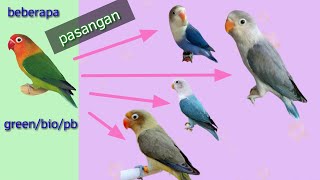 Beberapa Pasangan Untuk Lovebird Green Split Biola Split Pb