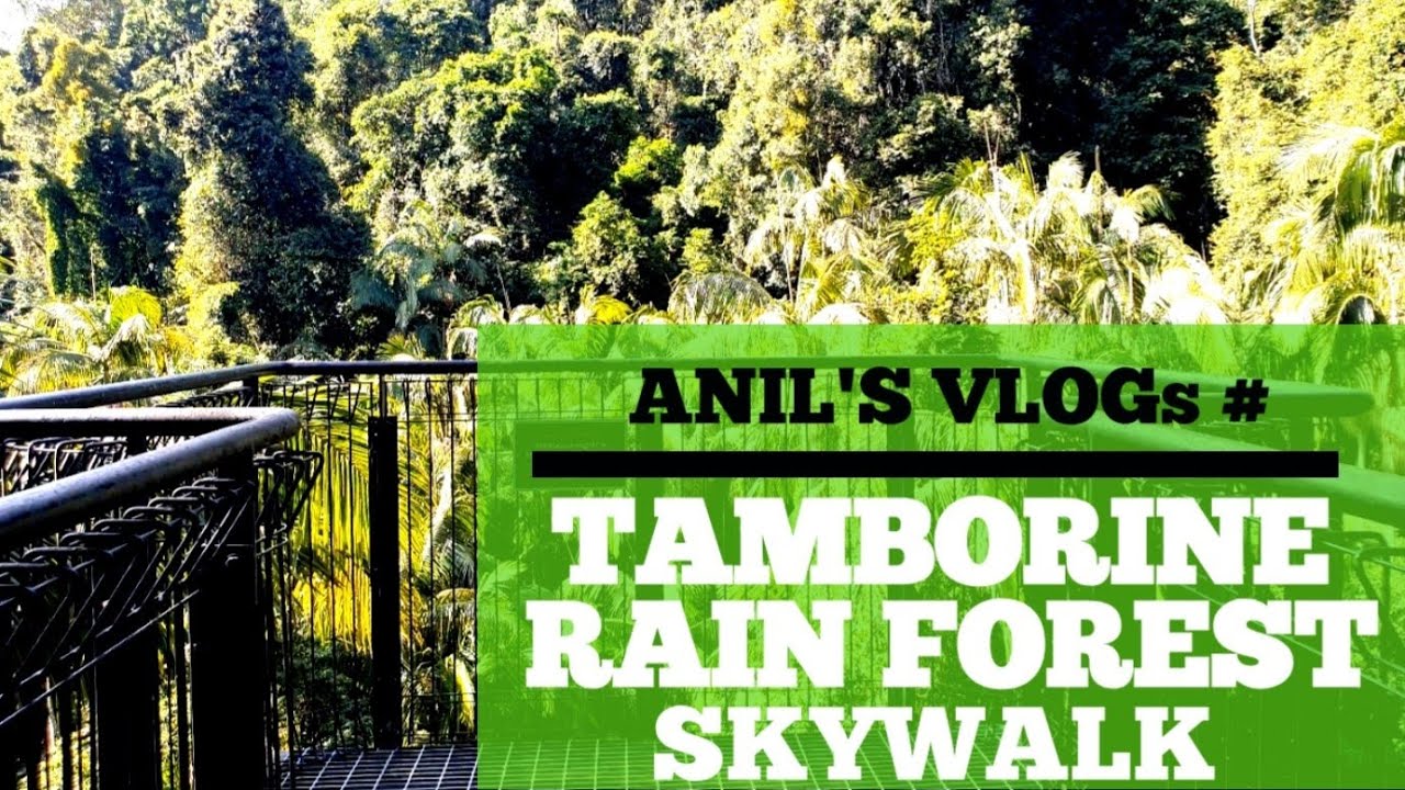 TAMBORINE MOUNTAIN RAIN FOREST SKY WALK YouTube