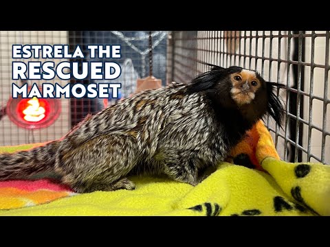 Oakland Zoo Provides Care for Recently Seized Marmoset Monkey