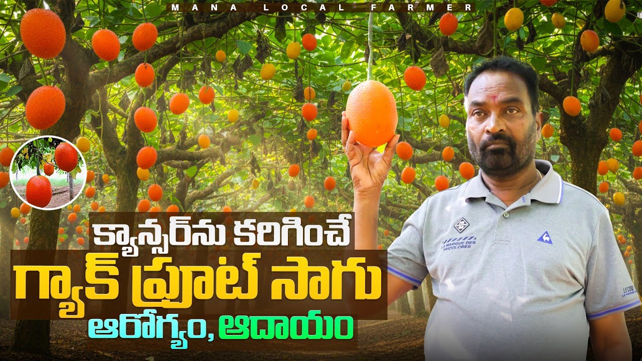 Gac fruit Farming A to Z information telugu states | గ్యాక్ ప్రూట్ సాగు #gacfruit