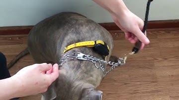 How to attach the safety on the prong collar