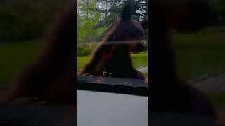 Two Bear Cubs Peek Through Window