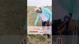 اليمن خسائر زراعة الطماط
