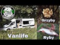 Aktywny vanlife | grzyby , ryby , gotowanie | brzany z małej rzeki | forszmak lubelski