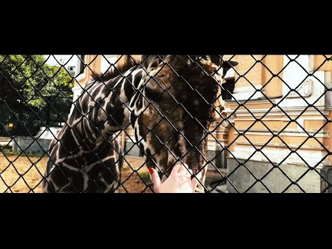 Vídeo: Como Chegar Ao Zoológico De Moscou
