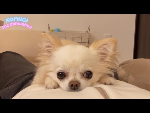 みのっちさま♡paegesになります❤︎アメリカンチワワ4way❤️デニムリメイク ロングコートチワワ、トリミング後のサイズ感が…反則級に可愛