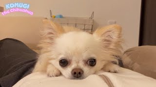 みのっちさま♡paegesになります❤︎アメリカンチワワ4way❤️デニムリメイク 価格の安い8/11撮影！犬MIX✨（チワワ×シーズー）♂現在体重1.5
